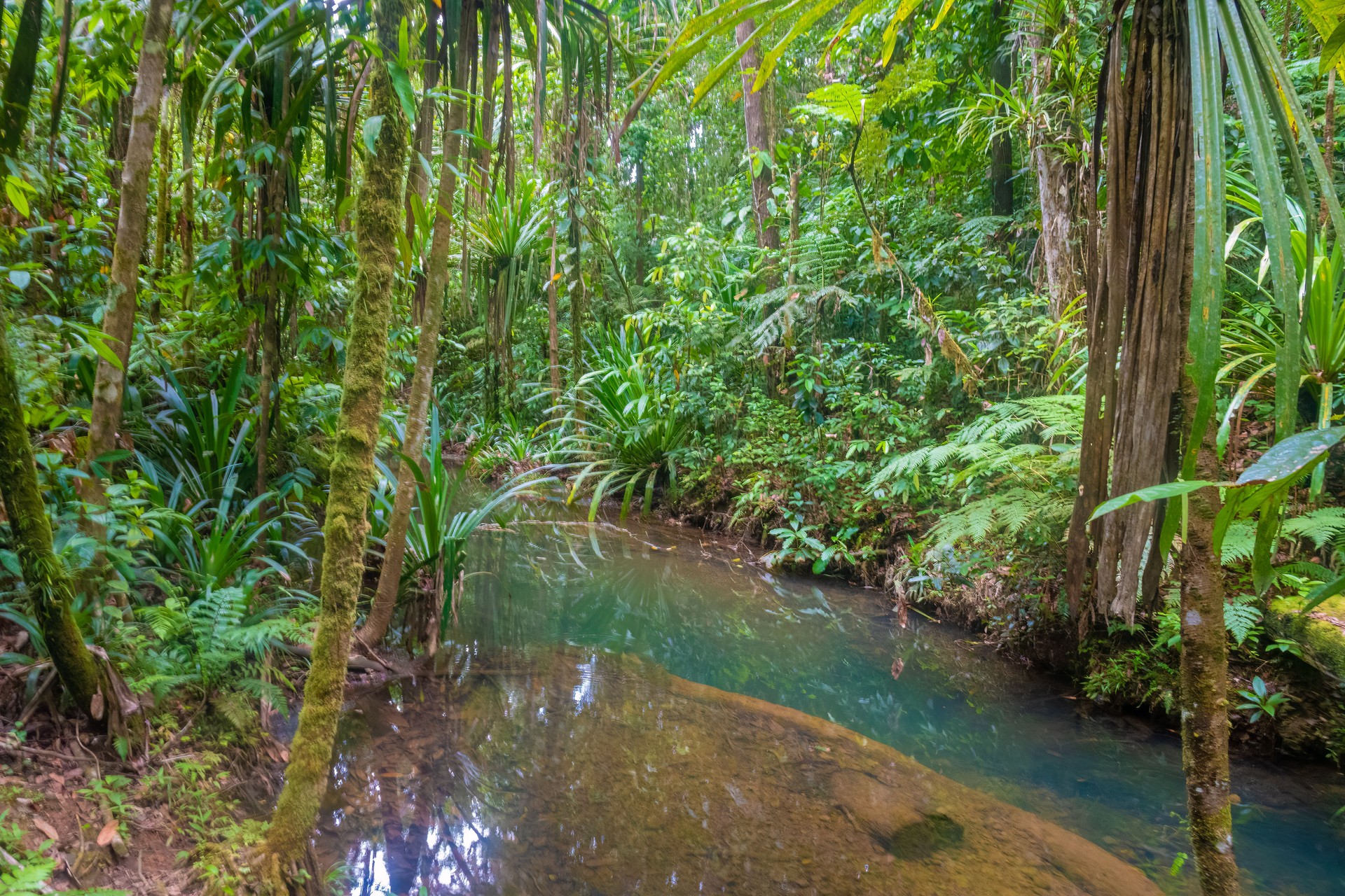Colo-I-Suva Forest Park, part of the Queen's Commonwealth Canopy,  a tropical nature reserve near Suva, Viti Levu, Fiji.